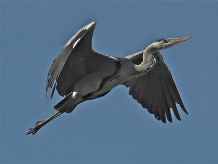 Grey heron (Ardea cinerea)