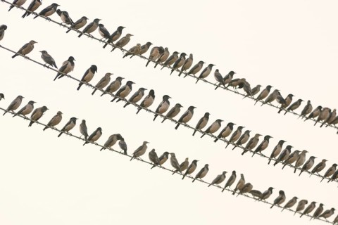 Rosy Starling (Pastor roseus), India
