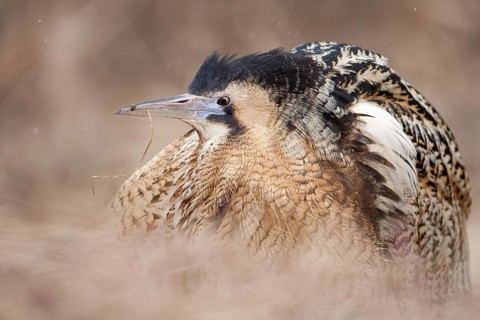 Eurasian Bittern (Botaurus stellaris) male, Nizhegorodskaya, Russia