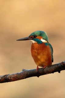 Common Kingfisher (Alcedo atthis) juvenile, Utrecht, Netherlands