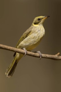 Grey-fronted Honeyeater (Ptilotula plumula), Western Australia, Australia