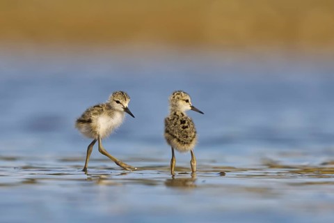 Black-winged Stilt (Himantopus himantopus) chicks foraging, North Rhine-Westphalia, Germany
