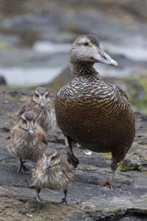 Common Eider (Somateria mollissima) with chicks, Iceland