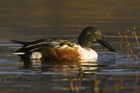 Northern Shoveler (Spatula clypeata) male, Madrid, Spain