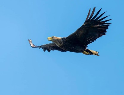 White-tailed eagle (Haliaeetus albicilla) in flight looking for food, blue sky, Lower Saxony,