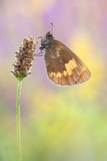 Das Weibchen des Gelbgefleckten Mohrenfalter (Erebia manto)