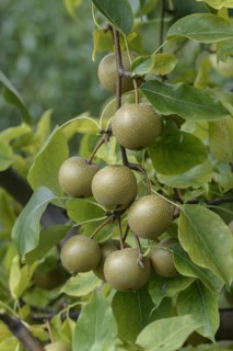 Pyrus pyrifolia 'Syn Wy Tu', Bundessortenamt Prüfstelle Wurzen, Wurzen, Saxony, Germany