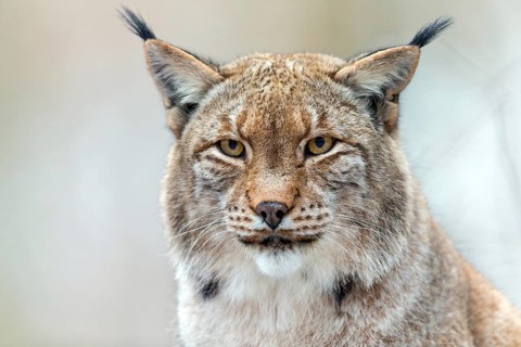 Eurasian Lynx, Eurasian Lynx, (Lynx lynx), animals, mammals, portrait, Kaiserslautern Wildlife