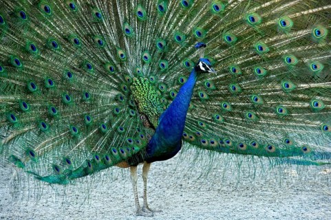 Indian peafowl (Pavo Scalloped ribbonfish), cock fans its train into a wheel, splendidly colourful