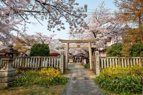 Torii and Hoden-ji temples, Japanese cherry blossom, Kyoto, Japan