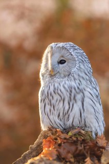 Ural Owl (Strix uralensis) captive, Germany