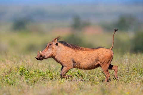 Warthog, (Phacochoerus africanus), animals, mammals, biotope, habitat, Africa, Addo Elephant
