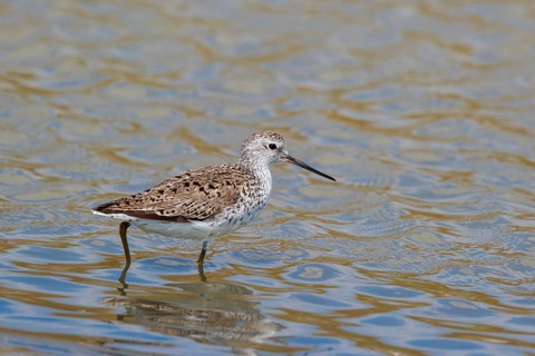 Marsh Sandpiper (Tringa stagnatilis) foraging, Lesvos, Greece
