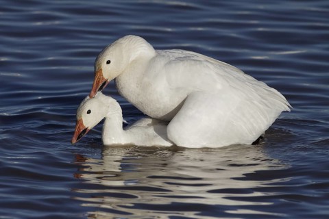 Snow Geese mating - Bosque del Apache, NWR