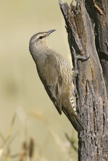 Brown Treecreeper (Climacteris picumnus)