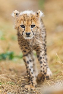 Cheetah (Acinonyx jubatus) youngster walking on a meadow, captive, occurrence Africa