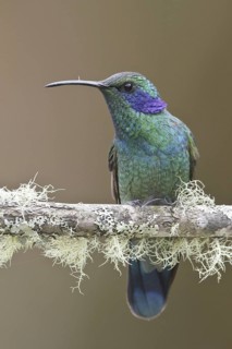 Green Violetear (Colibri thalassinus), Costa Rica