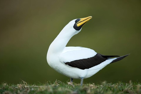Masked Booby (Sula dactylatra tasmani) perched on the ground, Norfolk Island