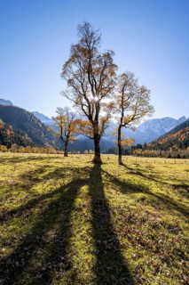Sycamore maple with autumnal yellow foliage and Solaster endeca, Großer Ahornboden in autumn,