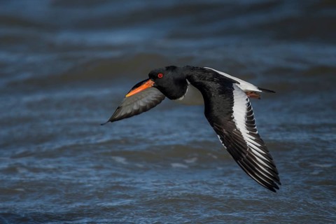 Eurasian Oystercatcher (Haematopus ostralegus) flying, Schleswig-Holstein, Germany