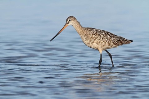Marbled Godwit (Limosa fedoa) foraging, Florida, USA