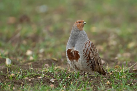 Grey or English or Hungarian partridge (Perdix perdix) adult game bird in a farmland cereal field,