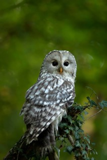 Ural Owl (Strix uralensis), captive, Germany