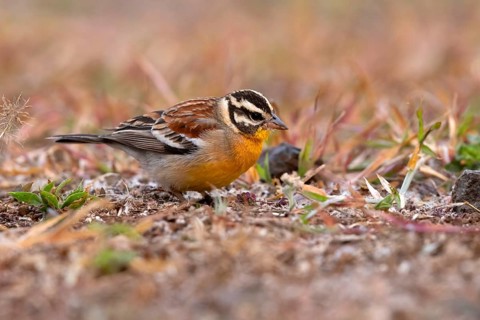 Golden-breasted Bunting (Emberiza flaviventris), South Africa