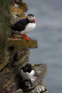 One Razorbill (Alca torda) standing on a coastal cliff in Latrabjarg, Iceland. A puffin in the