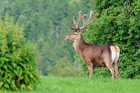 A red deer stag (Cervus elaphus) with its velvet antlers stands in a green meadow in hilly terrain.