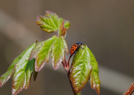 Chrysomela vigintipunctata (Chrysomela vigintipunctata) sitting on a leaf, North Rhine-Westphalia,