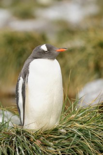 Gentoo Penguin (Pygoscelis papua) perched on tussock grass on South Georgia Island
