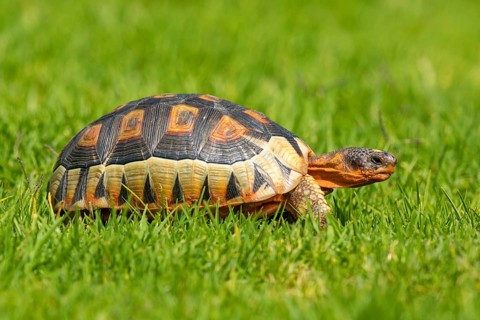 Africa, South Africa, African beaked tortoise, (Chersina angulat), Angulate tortoise, Reptile,