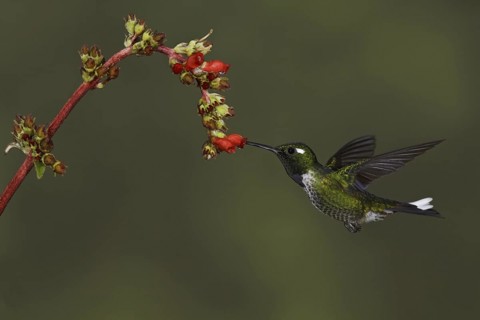 Purple-bibbed Whitetip (Urosticte benjamini), Ecuador
