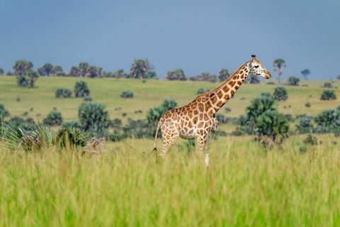 Rothschild's giraffe (Giraffa camelopardalis rothschildi) in green grass, Murchison Falls National