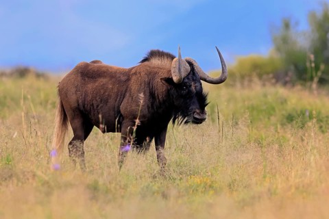 White-tailed wildebeest (Connochaetes gnou), adult, alert, foraging, Mountain Zebra National Park,