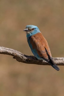 European Roller (Coracias garrulus), perched on a branch, Castile-La Mancha