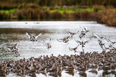 Black-tailed Godwits, Limosa limosa, birds in flight over marshes, Devon, England, United Kingdom