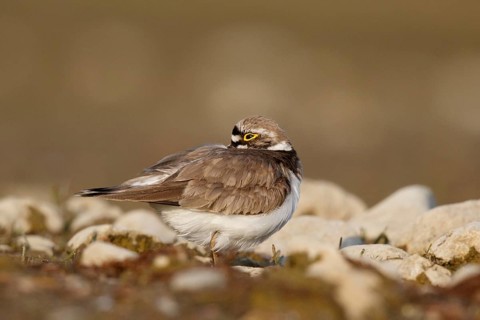 Little Ringed Plover (Charadrius dubius) female, North Rhine-Westphalia, Germany