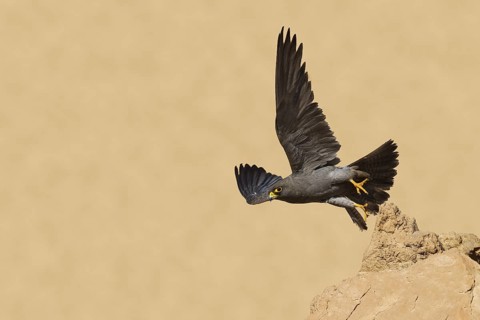 Sooty Falcon (Falco concolor) flying, Eilat, Israel