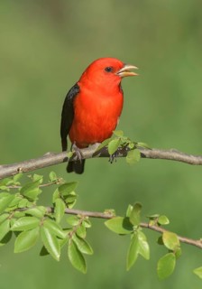 Scarlet Tanager (Piranga olivacea) male perched on a branch, Texas, USA