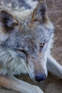 Portrait of one eurasian gray wolf (Canis lupus lupus)