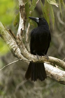 Black Butcherbird (Melloria quoyi), Northern Territory, Australia