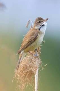 Reed warbler, (Acrocephalus arundinaceus), reedbed perch, biotope, habitat, animals, birds,