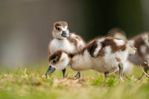 Egyptian goose (Alopochen aegyptiaca) cute chicks on a meadow at the shore of a lake, Bavaria,