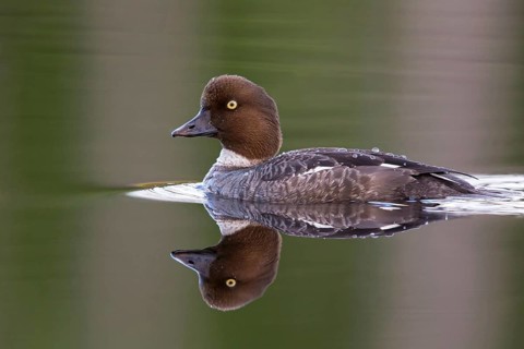 Common goldeneye, animals, birds, ducks, duck family, (Bucephala clangula), swims in water,