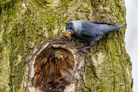 Western Jackdaw (Coloeus monedula) at nesting hole, Spain