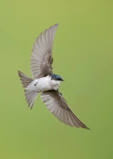 Tree Swallow (Tachycineta bicolor) flying, Colorado, USA