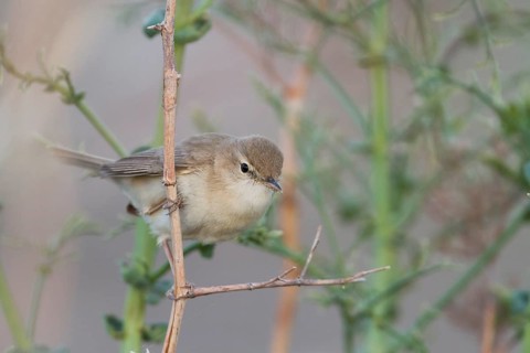Syke's Warbler - Steppenspötter - Iduna rama, Kazakhstan