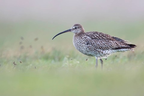 Eurasian Curlew (Numenius arquata) female foraging, Texel, Netherlands